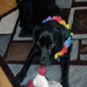 Meet your Posher, Stella